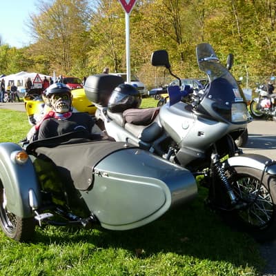 Leonberg – Bild 45