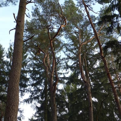 Hammelbach – Bild 16