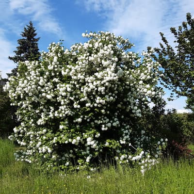 Biblisheim – Bild 18