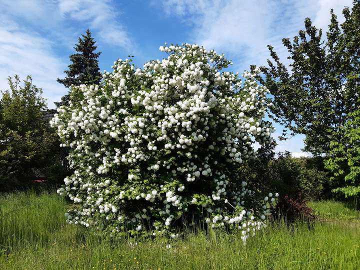 Frühling